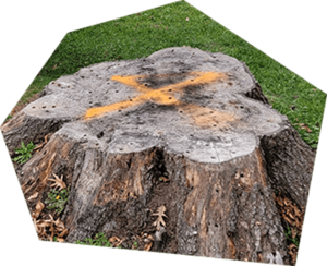 Stump Grinding